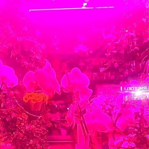 MELANIA KOL "OKAY THAT'S A GREAT IDEA BECAUSE IF I DO THAT THEN" CASSETTE